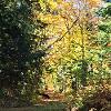 Fall colours on Hutcheson lane